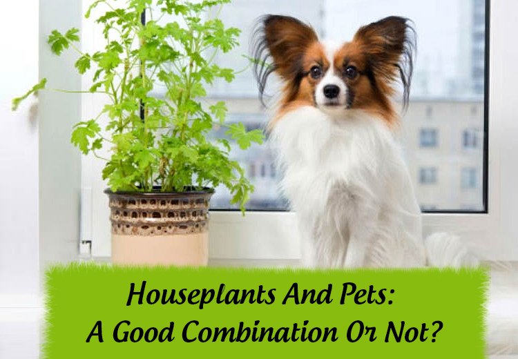 Houseplants And Pets - A Good Combination Or Not ?